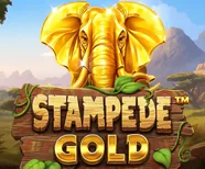 Stampede Gold